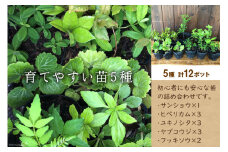 【花とハーブの里から贈る】育てやすい苗5種 計12ポット [夢農場 長野県 池田町 48110458] 