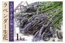 【優しい香り】ラベンダー生花 グロッソ1kg [夢農場 長野県 池田町 48110410] 