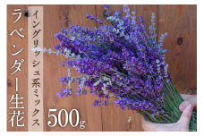 【優しい香り】ラベンダー生花 イングリッシュ系ミックス 500g＜夢農場＞【長野県池田町】