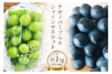 【 先行予約 】 ナガノパープル & シャインマスカット 各500g 計1kg《ご家庭用》 [ビノテラ農園 長野県 池田町 48110426] 期間限定 数量限定 ぶどう ブドウ 葡萄 食べ比べ セット 果物 フルーツ