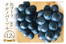 【 先行予約 】黒ブドウ 種なし 『 ナガノパープル 』約1.2kg《ご家庭用》[ビノテラ農園 長野県 池田町 48110341] 期間限定 数量限定 ぶどう ブドウ 葡萄 果物 フルーツ 種無し