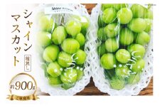 【 先行予約 】 シャインマスカット 約900g《ご家庭用》 [ビノテラ農園 長野県 池田町 48110427] 期間限定 ぶどう ブドウ 葡萄 フルーツ 果物 長野県産 種無し