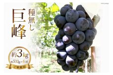 【 先行予約 】巨峰 種なし 3kg《ご家庭用》[ビノテラ農園 長野県 池田町 48110247] 期間限定 数量限定 ぶどう ブドウ 葡萄 果物 フルーツ 3キロ 種無し巨峰