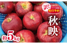 *【2025年先行予約】 訳あり 秋映（あきばえ）約5kg | ヤマモ農園 果物 フルーツ 訳あり りんご リンゴ 林檎 秋映 訳あり わけあり 長野県 松川村 信州
