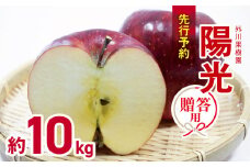 *【2025年先行予約】 外川果樹園 贈答用 陽光 約10kg ｜ リンゴ りんご 林檎 果物 フルーツ 果実 果汁 陽光 ようこう ギフト 贈答用 長野県 松川村 信州