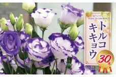 *トルコキキョウ 30本 | 花 お花 はな ハナ フラワー キキョウ ききょう トルコキキョウ 長野県 松川村 北アルプス 信州