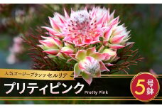 *セルリア 5号鉢 プリティピンク | 花 はな フラワー 苗木 ガーデニング 栽培 オージープランツ ピンク 家庭菜園 長野県 松川村 信州
