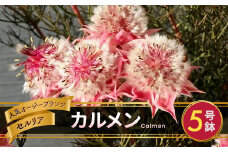 *セルリア 5号鉢 カルメン | 花 はな フラワー 苗木 ガーデニング 栽培 品種改良 ピンク 赤 オージープランツ ワイルドフラワー カルメン 長野県 松川村 信州 
