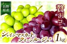 シャインマスカット と クイーンルージュ® の コラボ １kg | ちのふぁーむ 果物 ぶどう 葡萄 シャインマスカット クイーンルージュ フルーツ 果物 デザート 食後 おやつ 果汁 ジューシー 皮ごと 日本産 国産 産地直送 長野県 松川村 信州