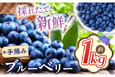 【2025年先行予約】ブルーベリー 約1kg | 果物 くだもの 果実 フルーツ ブルーベリー 手摘み ジューシー 長野県 松川村 北アルプス 信州