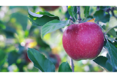 【2025年先行予約】家庭用 紅玉 5kg ｜ 山とりんご リンゴ りんご 林檎 果物 フルーツ 果実 果汁 紅玉 家庭用 長野県 松川村 北アルプス 信州