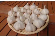 【期間限定】白馬村で育った『はれ』にんにく 500g /長野県白馬村　採れたて　新鮮　直送　旬　野菜【D0470642】