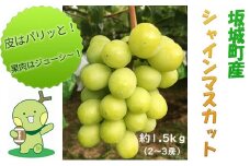 [№5729-0224]シャインマスカット 約1.5kg 2房～3房 柳澤果樹園 ぶどう 長野 マスカット ブドウ フルーツ 果物 シャイン【 果物類 】