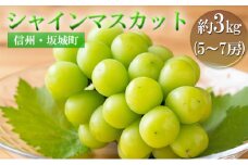 [№5729-0227]シャインマスカット 約3kg 5～7房 宮原ぶどう園 ぶどう 長野 マスカット ブドウ フルーツ 果物 シャイン【 果物類 】