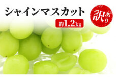 [№5729-0254]訳あり シャインマスカット 約1.2kg 粒 YANAGISAWA ぶどう 長野 マスカット ブドウ フルーツ 果物 シャイン【 果物類 】