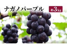 [№5729-0206]ナガノパープル 約3kg JAながの ぶどう 長野 坂城町産 ブドウ フルーツ 果物