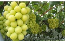 [№5729-0208]JAながの【坂城町産】シャインマスカット　約3kg