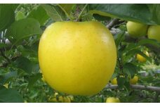 [№5729-0215]JAながの　りんご　シナノゴールド【秀品】約5kg