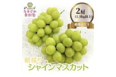 [№5729-0291]シャインマスカット 約1.1kg以上 2房 たきざわ果樹園 ぶどう 長野 マスカット ブドウ フルーツ 果物 シャイン 果物類