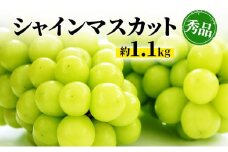 [№5729-0316]シャインマスカット 約1.1kg 房 秀品 柳澤果樹園 ぶどう 長野 マスカット ブドウ フルーツ 果物 シャイン【 果物類 】