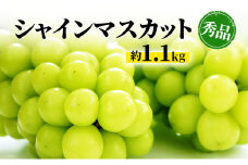 [№5729-0316]シャインマスカット 約1.1kg 房 秀品 柳澤果樹園 ぶどう 長野 マスカット ブドウ フルーツ 果物 シャイン【 果物類 】