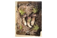 [№5729-0319]坂城町収穫　松茸　約200g（2～3本）