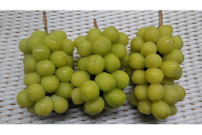[№5729-0349]シャインマスカット小房 約1kg（2～3房）