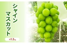 [№5729-0351]シャインマスカット 贈答用 約1.2kg 2房程度 長野 坂城町産 ぶどう K＆Y農園 ブドウ フルーツ 果物 シャイン【 果物類 】 