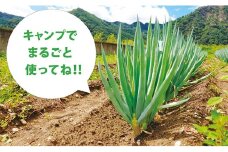 [№5729-0362]まるごとキャンプネギ 2kg （約16～25本）