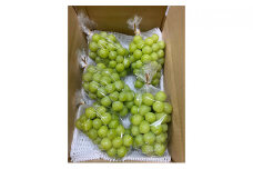 [№5729-0365]長野県坂城町産 シャインマスカット約3kg（5～6房）