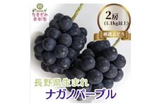 [№5729-0397]ナガノパープル 約1.1kg以上 2房～3房 たきざわ果樹園 ぶどう 長野 マスカット ブドウ フルーツ 果物 【 果物類 】