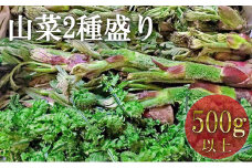 [№5729-0399]坂城町の春を食す 山菜2種盛り500g以上【山ウド・タラの芽・こごみ等】