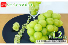 [№5729-0401]訳あり シャインマスカット 約1.2kg 赤坂果樹園 ぶどう 長野 マスカット ブドウ フルーツ 果物 シャイン【 果物類 】
