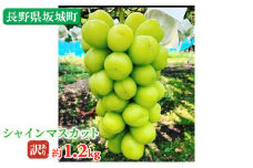 [№5729-0403]訳あり シャインマスカット 約1.2kg 鈴木果樹園 ぶどう 長野 マスカット ブドウ フルーツ 果物 シャイン【 果物類 】
