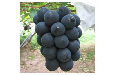 [№5729-0409]JAながの【坂城町産】ナガノパープル化粧箱入り　約800g