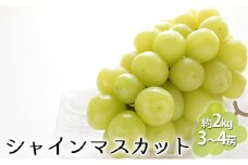 [№5729-0419]シャインマスカット 約2kg（3～4房）