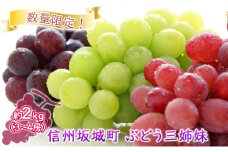 [№5729-0422]数量限定！「ぶどう三姉妹」3種 2kg（3～4房） ナガノパープル・ シャインマスカット・ クイーンルージュ🄬  