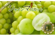 [№5729-0460]シャインマスカット 4kg