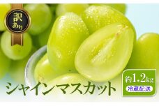 [№5729-0470]訳あり シャインマスカット 約1.2kg 粒 YANAGISAWA ぶどう 長野 マスカット ブドウ フルーツ 果物 シャイン