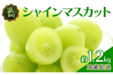 [№5729-0472]訳あり シャインマスカット 約1.2kg 粒 柳澤果樹園 ぶどう 長野 マスカット ブドウ フルーツ 果物 シャイン