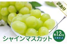 [№5729-0473]訳あり シャインマスカット 約1.2kg 鈴木果樹園 ぶどう 長野 マスカット ブドウ フルーツ 果物 シャイン【 果物類 】