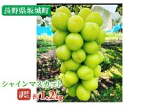 [№5729-0504]冷蔵シャインマスカット 約1.2kg 粒 秀品 柳澤果樹園 ぶどう 長野 マスカット ブドウ フルーツ 果物 シャイン 果物類　訳アリ