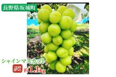 [№5729-0506]冷蔵シャインマスカット 約1.1kg 房 秀品 柳澤果樹園 ぶどう 長野 マスカット ブドウ フルーツ 果物 シャイン 果物類　訳アリ