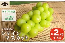シャインマスカット 約2kg 3～5房 ［小布施屋］ フルーツ 果物 くだもの ぶどう 葡萄 ブドウ 数量限定 クール便配送 長野県産 産地直送 先行予約 送料無料 2025 2025年発送 令和7年産 【2025年9月20日頃～11月頭にかけて順次発送】 ［B-4］