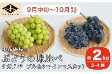 高級ぶどう味比べ詰合せ ナガノパープル ＆ シャインマスカット 約2kg 3～4房 ［小布施屋］ 果物 フルーツ ぶどう 葡萄 詰め合わせ セット 食べ比べ 令和7年産【2025年9月中旬～10月発送】  ［C-1］