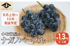  ナガノパープル 約1.3kg 2～3房 ［小布施屋］ 果物 フルーツ ぶどう 葡萄 令和7年産【2025年9月上旬～10月発送発送】 ［B-5］