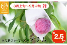 プラム 約2.5kg ［おぶせファーマーズ］数量限定 果物類 フルーツ 長野県産 信州産 クール便 冷蔵便 お取り寄せグルメ 【2025年8月上旬～9月中旬発送】［F-22］