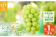 シャインマスカット 約1kg 2房 ［おぶせファーマーズ］ 果物 フルーツ ぶどう 葡萄 数量限定 先行予約 長野 信州 令和7年産 【2025年9月上旬〜11月上旬発送】  [F-26]