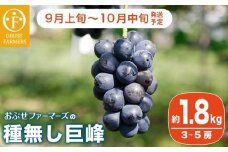 種無し巨峰 約1.8kg 3〜5房 ［おぶせファーマーズ］ 果物 フルーツ ぶどう ブドウ 葡萄 冷蔵便 クール便 長野県産 信州産 令和7年産 【2025年9月上旬〜10月中旬発送】 ［F-25］