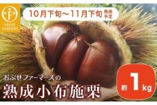  熟成小布施栗 約1kg ［おぶせファーマーズ］ 果物 フルーツ 生栗 くり 長野県産 信州産 令和7年産 【2025年10月下旬～11月下旬発送】 ［F-236］